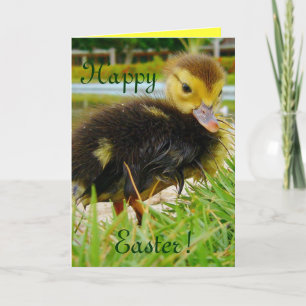 Cartes Pour Fêtes Annuelles Pâques II