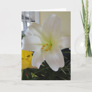 Cartes Pour Fêtes Annuelles Pâques Lily blanche
