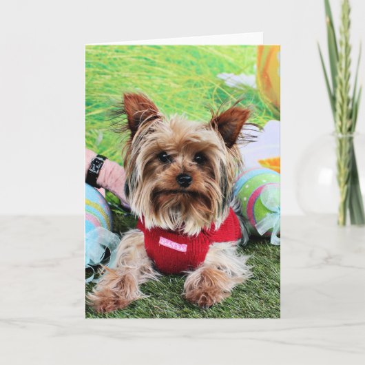 Cartes Pour Fêtes Annuelles Pâques - Yorkshire Terrier - Sassy (Devant)