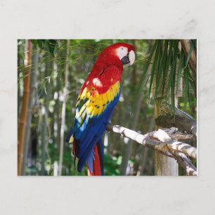 Cartes Pour Fêtes Annuelles Parrot Macaw à l'écarlate