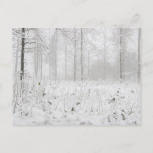 Cartes Pour Fêtes Annuelles Paysage forestier d'hiver avec des arbres d'hiver