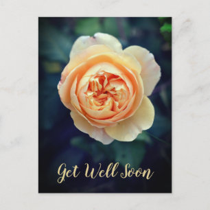 Cartes Pour Fêtes Annuelles Peachy Orange Garden Fleur Rose Se Bien Bientôt