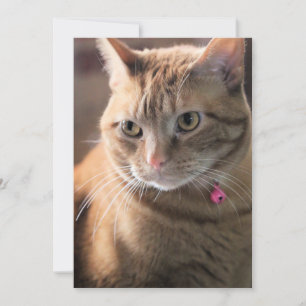 Cartes Pour Fêtes Annuelles Penny pensive