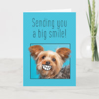 Penser à vous le grand sourire Yorkie Dog