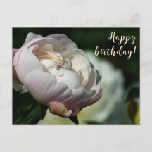 Peony/Flower Magic/Fleur blanche/Joyeux anniversai