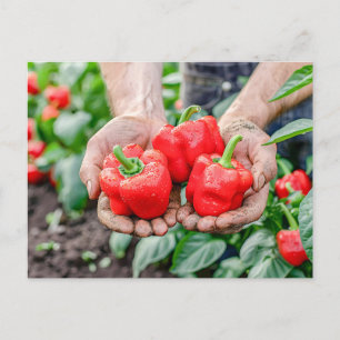 Cartes Pour Fêtes Annuelles Peppers Bell colorés et Mix de chili