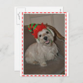 Cartes Pour Fêtes Annuelles Père Noël Little Westie Elf (Devant / Derrière)