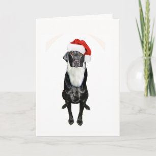 Cartes Pour Fêtes Annuelles Père Noël Paws