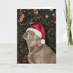 Cartes Pour Fêtes Annuelles Père Noël Paws - Fêtes de Noël d'un chien de Weima