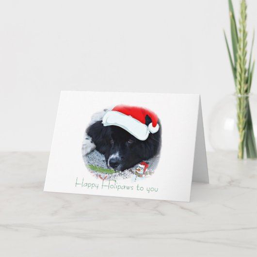 Cartes Pour Fêtes Annuelles Père Noël Paw's Newfoundland (Devant)