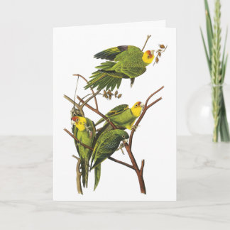 Cartes Pour Fêtes Annuelles Perruche - par John Audubon