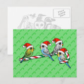 Cartes Pour Fêtes Annuelles Perruches de Père Noël de sucre de canne (Devant / Derrière)