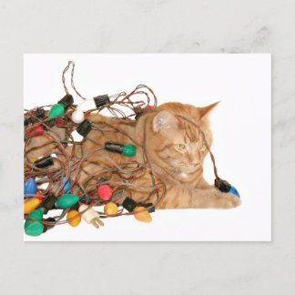 Cartes Pour Fêtes Annuelles Petit chaton de Noël en étau