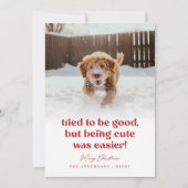 Cartes Pour Fêtes Annuelles Petit Chien Funny Animaux de compagnie Photo Noël (Devant)