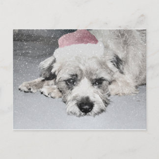 Cartes Pour Fêtes Annuelles Petit chien triste de noël