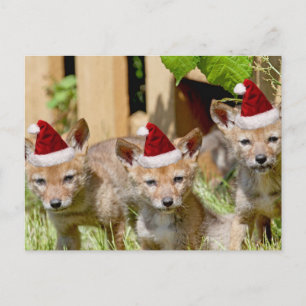 Cartes Pour Fêtes Annuelles Petits coyotes de Noël