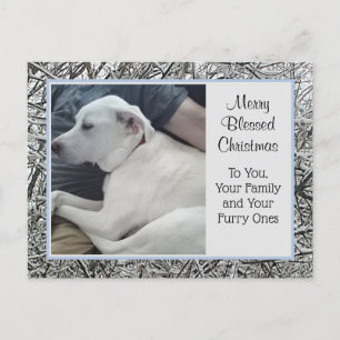 Cartes Pour Fêtes Annuelles Photo de Chien blanc avec papa hiver neige Noël