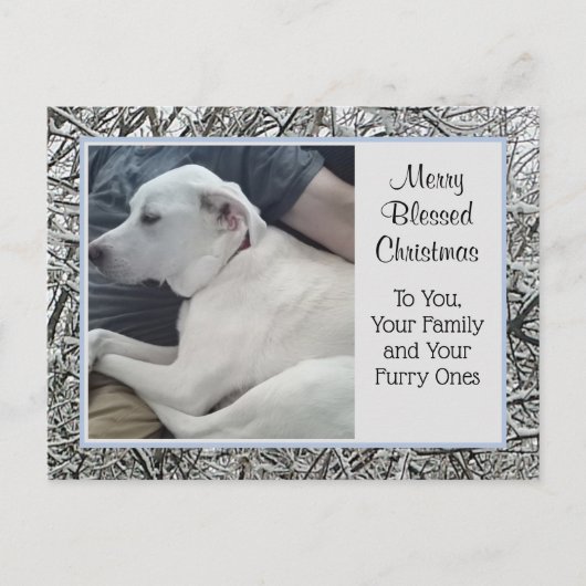 Cartes Pour Fêtes Annuelles Photo de Chien blanc avec papa hiver neige Noël (Devant)