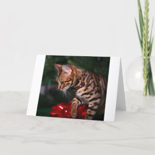 Cartes Pour Fêtes Annuelles Photo de Kitty de Noël (chat domestique du