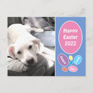 Cartes Pour Fêtes Annuelles Photo de mignon Chien de Chien blanc avec des oeuf