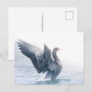 Cartes Pour Fêtes Annuelles Photo de nature d'oie cendrée