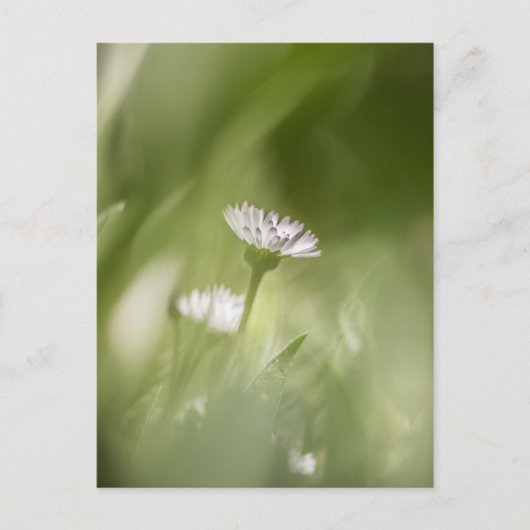 Cartes Pour Fêtes Annuelles Photo de pâquerette dans la nature (Devant)