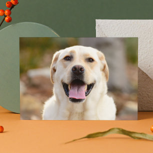 Cartes Pour Fêtes Annuelles Photo Dog