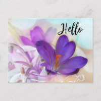 Photo d'un joli Crocus de printemps violet Bonjour