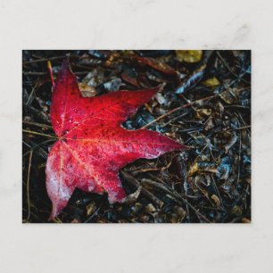 Cartes Pour Fêtes Annuelles Photo d'une feuille d'érable rouge.