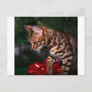 Cartes Pour Fêtes Annuelles Photo Kitty de Noël (Chat Bengale domestique)