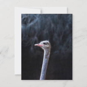 Cartes Pour Fêtes Annuelles Photographie d'autruche