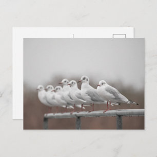 Cartes Pour Fêtes Annuelles Photos de mouettes