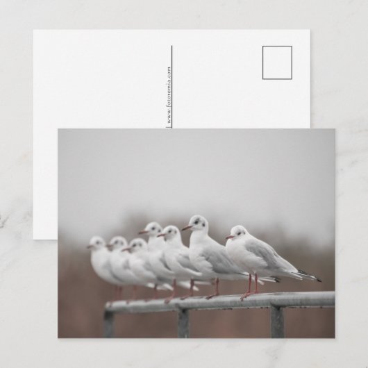 Cartes Pour Fêtes Annuelles Photos de mouettes (Devant / Derrière)