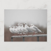 Cartes Pour Fêtes Annuelles Photos de mouettes (Devant)