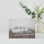 Cartes Pour Fêtes Annuelles Photos de mouettes (Debout devant)