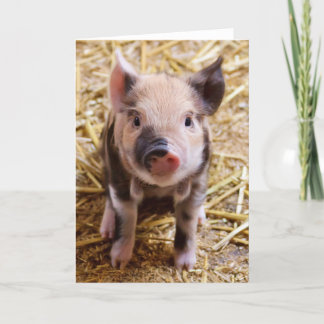 Cartes Pour Fêtes Annuelles PIC mignonne d'un porc de bébé
