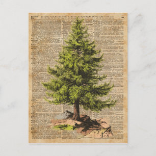 Cartes Pour Fêtes Annuelles Pine, Cèdre Arbre, Arbre de Noël Arbre Dictionnair