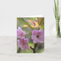 Pink Apple Bloom In Spring Photo pour Maman