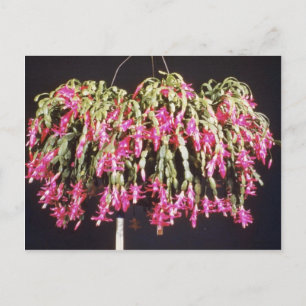Cartes Pour Fêtes Annuelles Pink Schlumbergera Bridgesii (Cactus de Noël) fl
