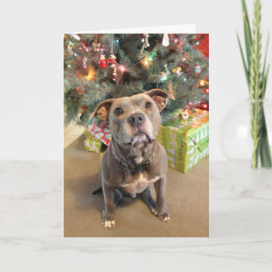 Cartes Pour Fêtes Annuelles Pitbull I Want a Present Christmas Card