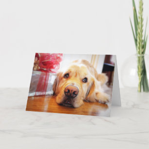 Cartes Pour Fêtes Annuelles Plan rapproché de chien pensif de golden retriever