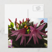 Cartes Pour Fêtes Annuelles Plante de fleurs de Cactus de Pâques (Devant / Derrière)