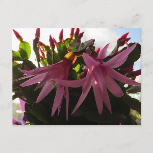 Cartes Pour Fêtes Annuelles Plante de fleurs de Cactus de Pâques (Devant)