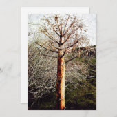 Cartes Pour Fêtes Annuelles Plante Ferula sec (Devant / Derrière)