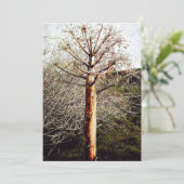 Cartes Pour Fêtes Annuelles Plante Ferula sec (Debout devant)