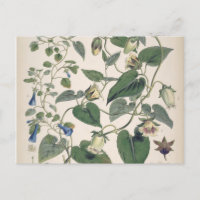 Plants de l'Himalaya