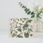 Cartes Pour Fêtes Annuelles Plants de l'Himalaya (Debout devant)