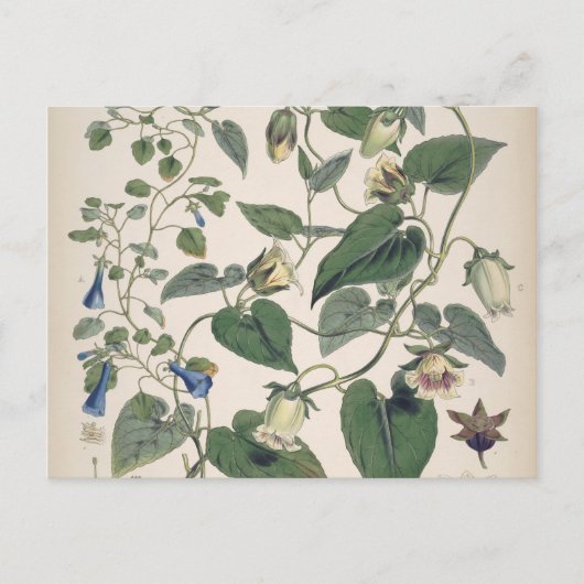 Cartes Pour Fêtes Annuelles Plants de l'Himalaya (Devant)