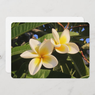 Cartes Pour Fêtes Annuelles Plumeria