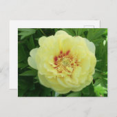Cartes Pour Fêtes Annuelles Plutôt Jaune Bartzella Peony Flower Bloom PC (Devant / Derrière)